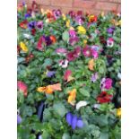 2 large trays of winter flowering pansies