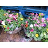 2 hanging baskets containing winter flowering primroses and dianthus