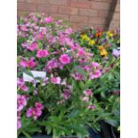 4 small trays of festival white flash dianthus