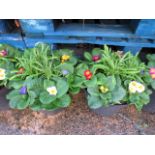 (1171) Pre planted patio tub containing mostly winter primroses