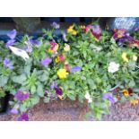 2 pre planted hanging baskets of trailing daisies