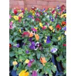 2 large trays of winter flowering pansies