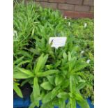 4 small trays of sweet William auricula