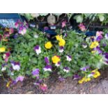 2 pre planted hanging baskets of trailing daisies