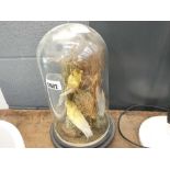 Pair of taxidermist canary in dome topped case