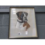 Pastel drawing of a boxer dog