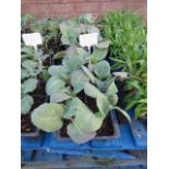 4 small trays of spring Duncan cabbage