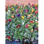 2 large trays of winter flowering pansies