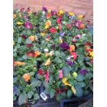 2 large trays of winter flowering pansies