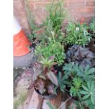 4 potted wild border plants