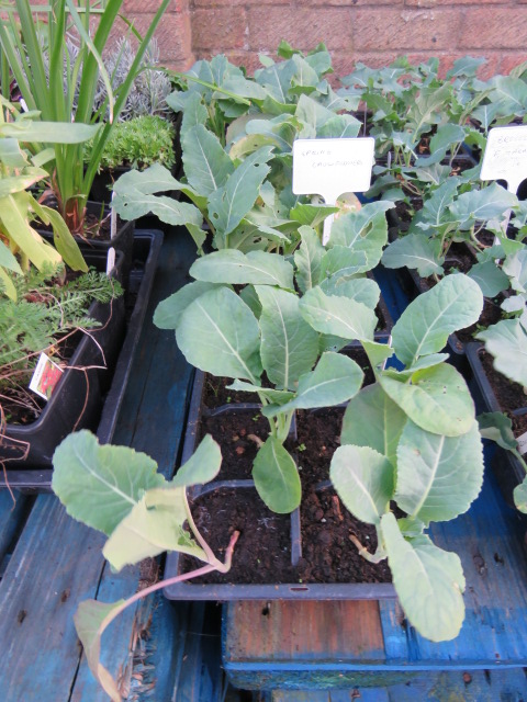 4 small trays of spring cauliflower