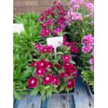 4 small trays of violet festival dianthus