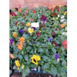 2 large trays of winter flowering pansies