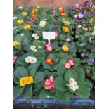 2 large trays of winter flowering primroses