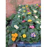 2 large trays of winter flowering primroses