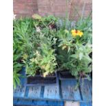 4 small trays of mixed wild border plants