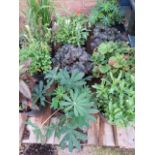 4 potted wild border plants