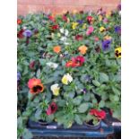 2 large trays of winter flowering pansies