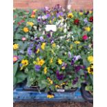 2 large trays of violas