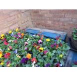 2 large trays of winter flowering pansies