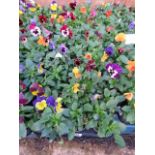 2 large trays of winter flowering pansies