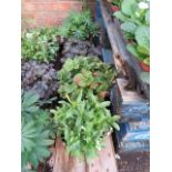 4 potted wild border plants