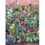 2 large trays of winter flowering pansies