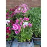 4 small trays of white flash festival dianthus