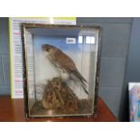 Victorian taxidermist's example of a Kestrel