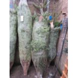 Netted Christmas tree approx. 7ft