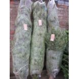 Netted Christmas tree approx. 7ft