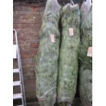 Netted Christmas tree approx. 7ft