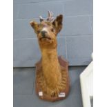 (3) A Roebuck head mount