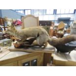 (13) Taxidermist fox with pheasant