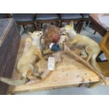 (12) Taxidermist example of two foxes and a pheasant