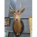 (2) Mounted deer's head