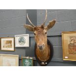 (14) Mounted deer's head