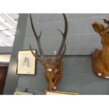 (10) Mounted pair of stag's antlers