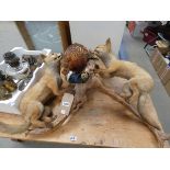 (13) Taxidermist example of two foxes and a cock pheasant