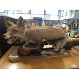 (12) Taxidermist's fox with pheasant