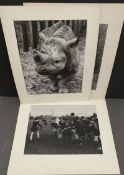Vintage Collection of 4 Professional Photographs Social History Animals & Sport