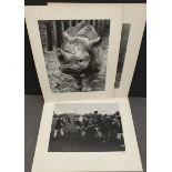 Vintage Collection of 4 Professional Photographs Social History Animals & Sport