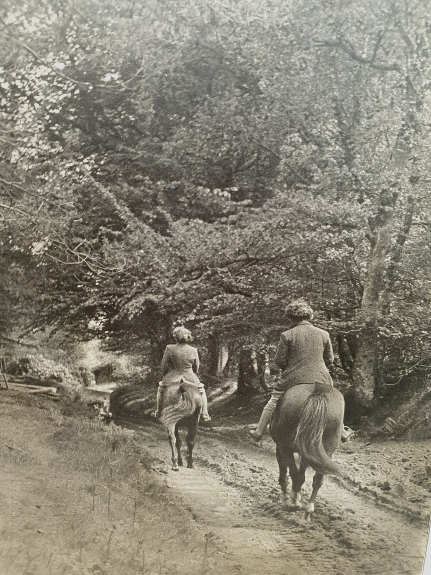 Vintage Collection of 4 Professional Photographs Social History Animals & Sport - Image 3 of 4