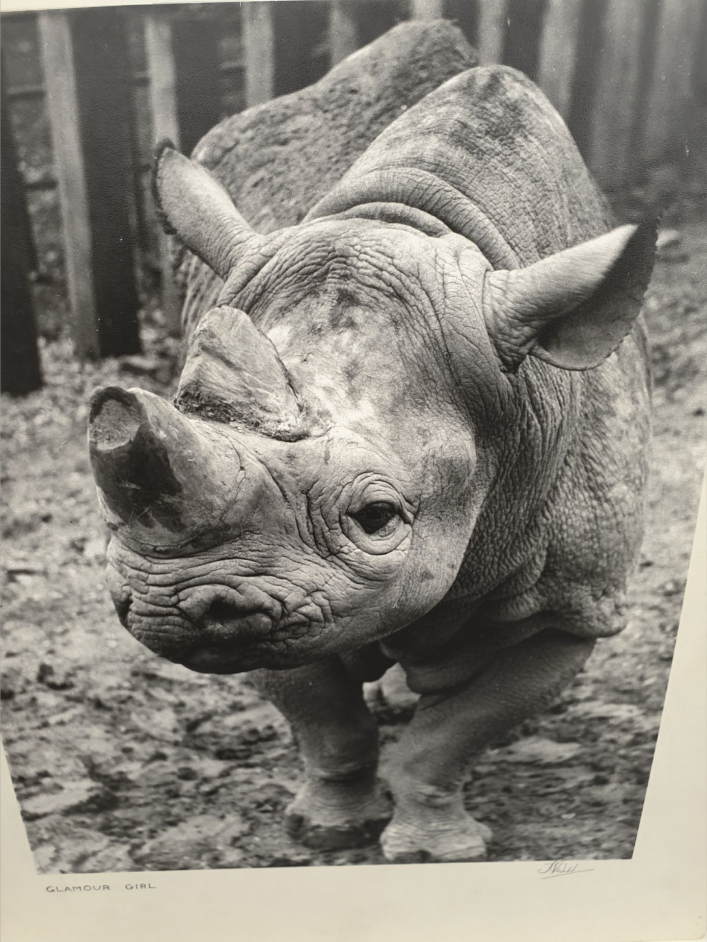 Vintage Collection of 4 Professional Photographs Social History Animals & Sport - Image 2 of 4