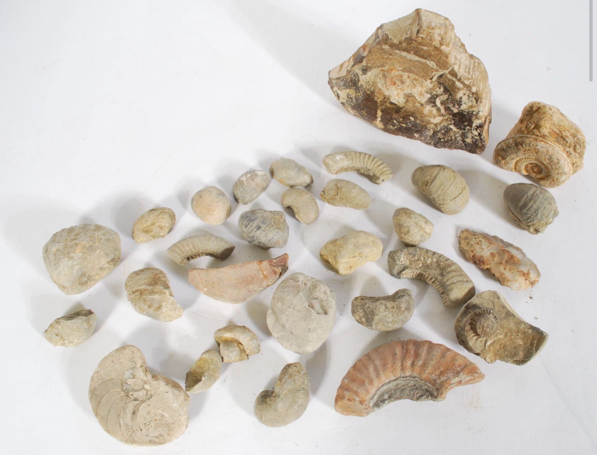 C19th collectors miniature chest of fossils - Image 2 of 7