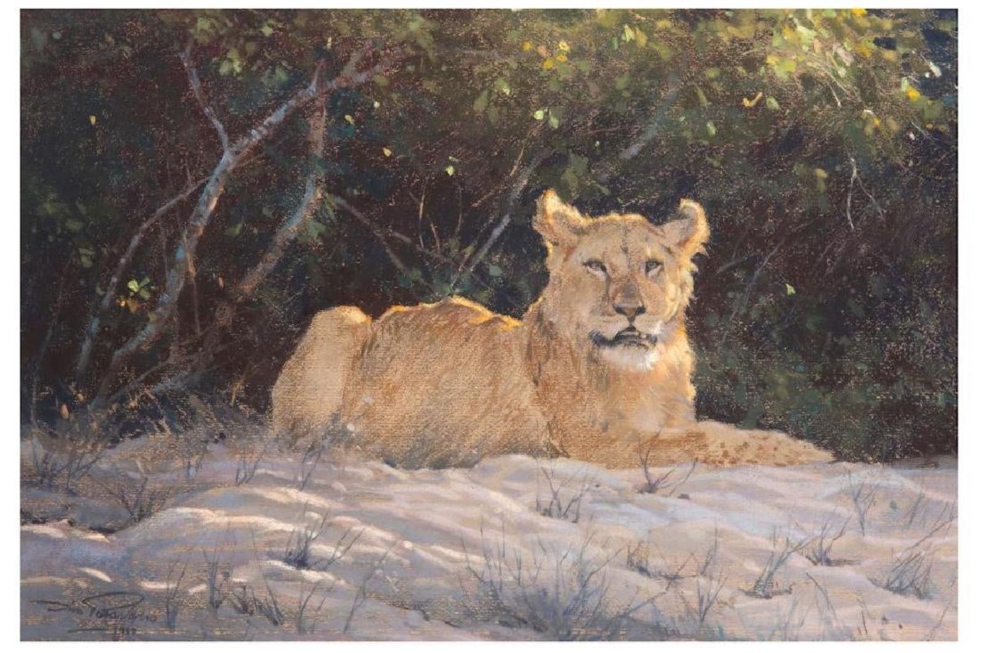 Dino Paravano (Italian 1935) - Lioness in the Shade