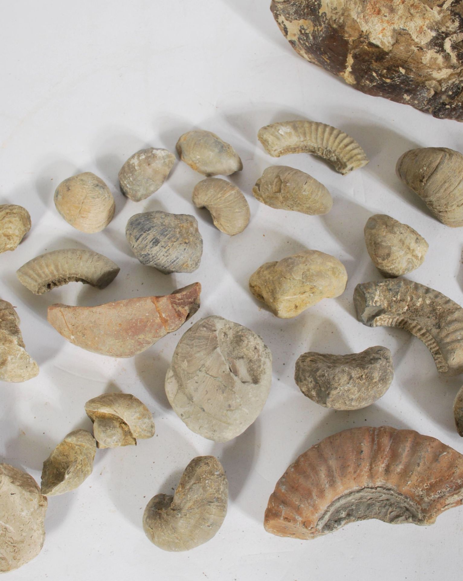 C19th collectors miniature chest of fossils - Image 7 of 7