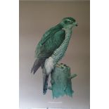 Vintage Retro Kitsch Goshawk Print c1970's 40 inches tall