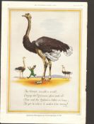 “ The Ostrich” 1952, Guinness Code G.E. 1832.B