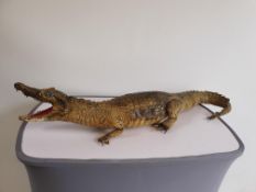 Cayman/Crocodile Taxidermy